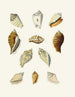 the Pterygoid Snails Strombea Pl13 - Heinrich Carl Küster — artwork view