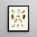 the Pterygoid Snails Strombea Pl13 - Heinrich Carl Küster — framed artwork on a wall