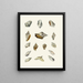 the Pterygoid Snails Strombea Pl14 - Heinrich Carl Küster — framed artwork on a wall