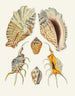 Les escargots ptérygoïdes Strombea Pl16 - Heinrich Carl Küster — artwork view