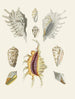 Les escargots ptérygoïdes Strombea Pl19 - Heinrich Carl Küster — artwork view