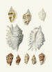 Les escargots ptérygoïdes Strombea Pl20 - Heinrich Carl Küster — artwork view