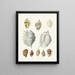 Les escargots ptérygoïdes Strombea Pl20 - Heinrich Carl Küster — framed artwork on a wall