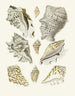 the Pterygoid Snails Strombea Pl23 - Heinrich Carl Küster — artwork view
