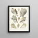 the Pterygoid Snails Strombea Pl23 - Heinrich Carl Küster — framed artwork on a wall