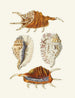 Les escargots ptérygoïdes Strombea Pl24 - Heinrich Carl Küster — artwork view
