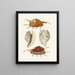 Les escargots ptérygoïdes Strombea Pl24 - Heinrich Carl Küster — framed artwork on a wall