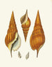 the Pterygoid Snails Strombea Pl28 - Heinrich Carl Küster — artwork view