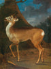 A Roe Deer - Heinrich Lihl — artwork view