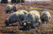 Sheep grazing in the sunny moorland - Heinrich von Zügel — artwork view