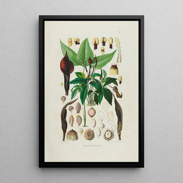 Aroideae Maximilianae Pl01 - Heinrich Wilhelm Schott — framed artwork on a wall