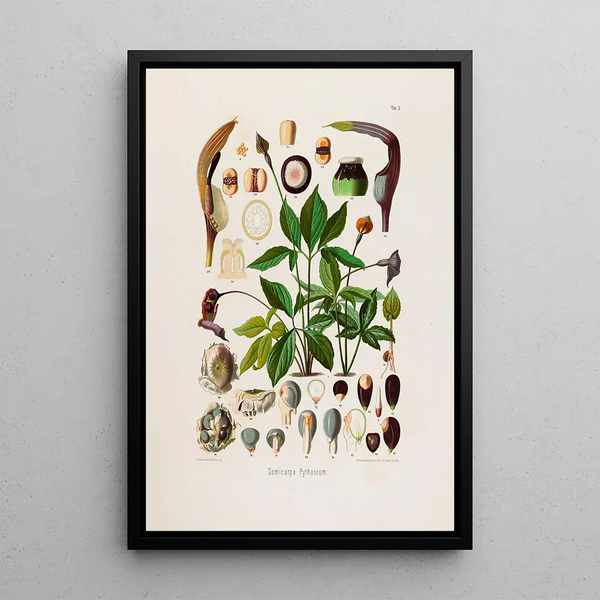Aroideae Maximilianae Pl02 - Heinrich Wilhelm Schott — framed artwork on a wall