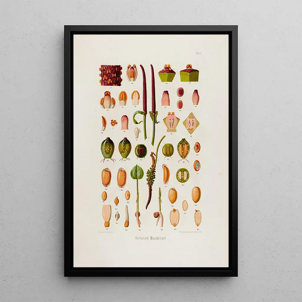 Aroideae Maximilianae Pl05 - Heinrich Wilhelm Schott — framed artwork on a wall