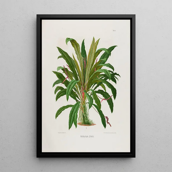 Aroideae Maximilianae Pl06 - Heinrich Wilhelm Schott — framed artwork on a wall