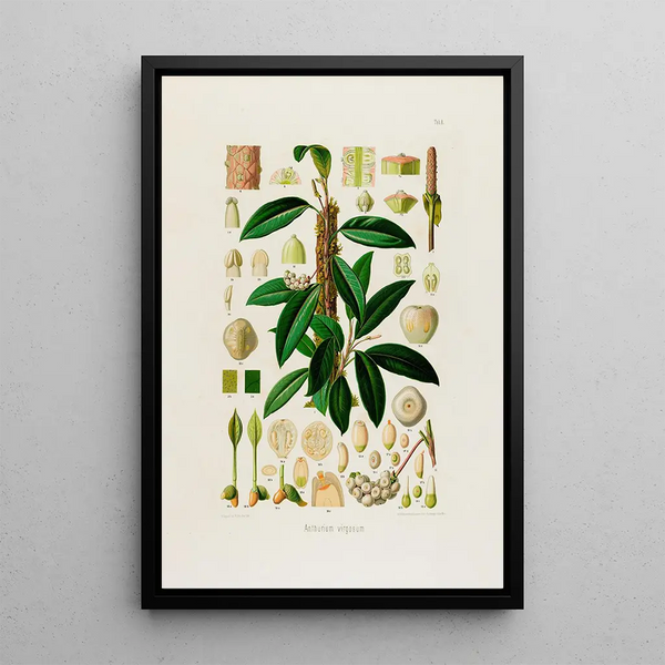 Aroideae Maximilianae Pl08 - Heinrich Wilhelm Schott — framed artwork on a wall