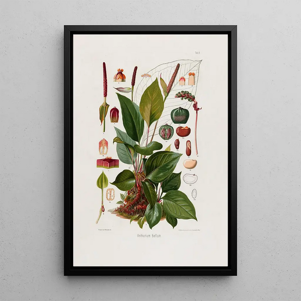 Aroideae Maximilianae Pl11 - Heinrich Wilhelm Schott — framed artwork on a wall