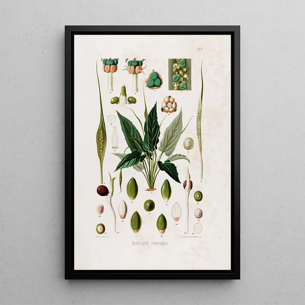 Aroideae Maximilianae Pl12 - Heinrich Wilhelm Schott — framed artwork on a wall