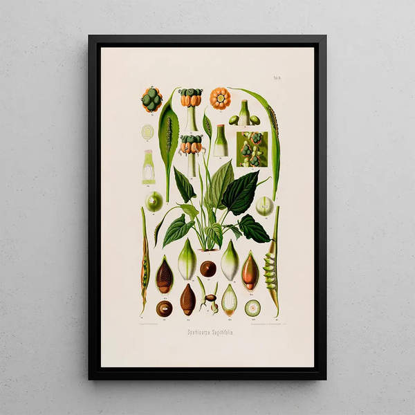 Aroideae Maximilianae Pl14 - Heinrich Wilhelm Schott — framed artwork on a wall