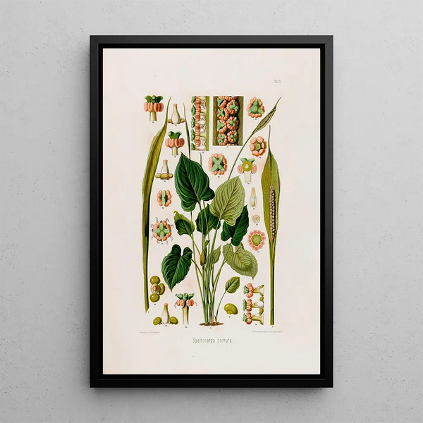 Aroideae Maximilianae Pl15 - Heinrich Wilhelm Schott — framed artwork on a wall