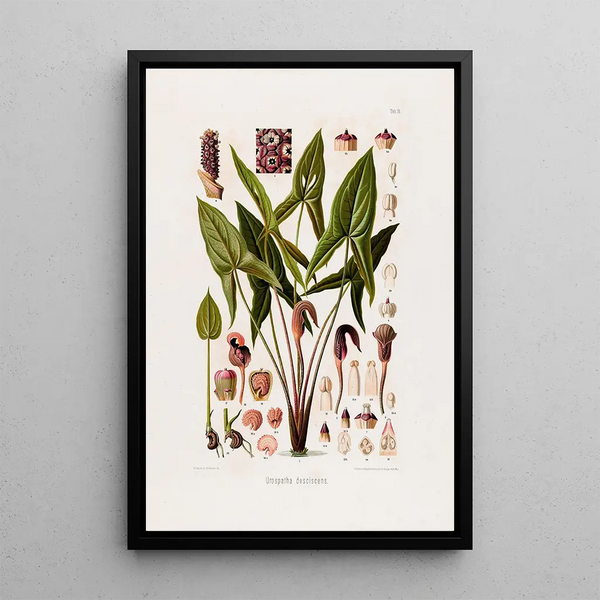 Aroideae Maximilianae Pl16 - Heinrich Wilhelm Schott — framed artwork on a wall