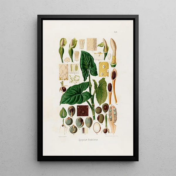Aroideae Maximilianae Pl18 - Heinrich Wilhelm Schott — framed artwork on a wall