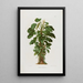 Aroideae Maximilianae Pl19 - Heinrich Wilhelm Schott — framed artwork on a wall