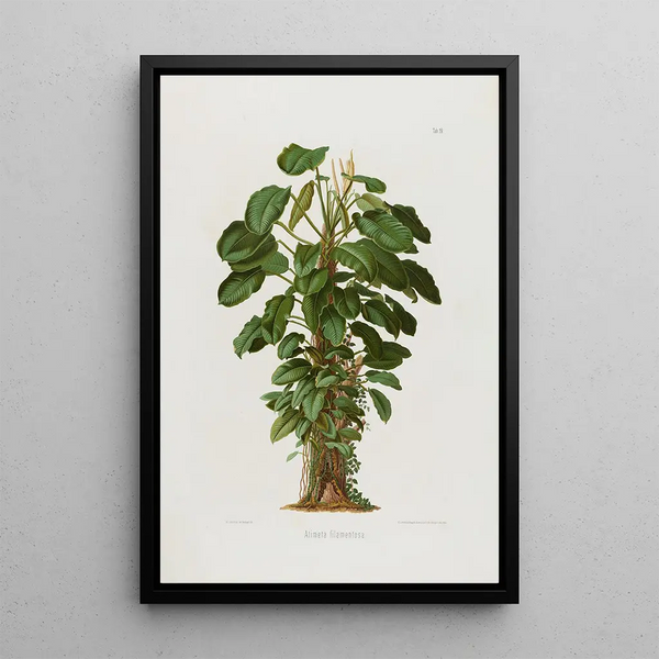 Aroideae Maximilianae Pl19 - Heinrich Wilhelm Schott — framed artwork on a wall