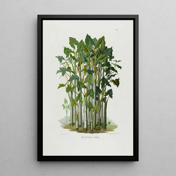 Aroideae Maximilianae Pl21 - Heinrich Wilhelm Schott — framed artwork on a wall