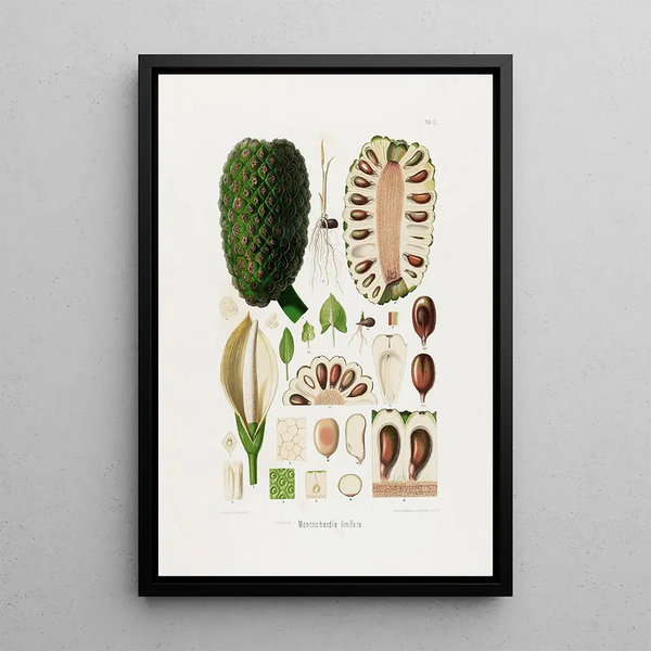 Aroideae Maximilianae Pl22 - Heinrich Wilhelm Schott — framed artwork on a wall