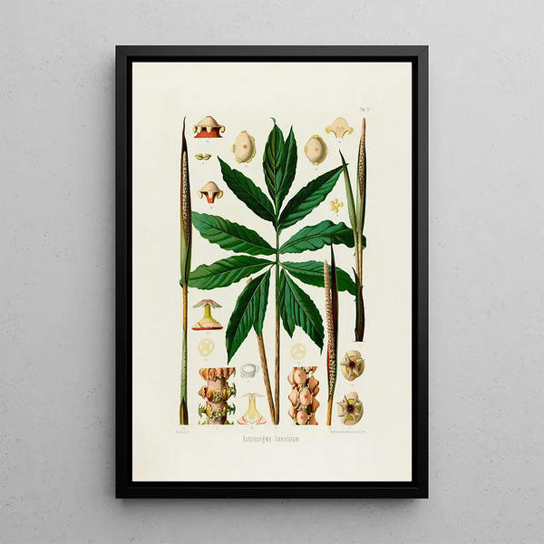 Aroideae Maximilianae Pl25 - Heinrich Wilhelm Schott — framed artwork on a wall