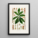 Aroideae Maximilianae Pl26 - Heinrich Wilhelm Schott — framed artwork on a wall
