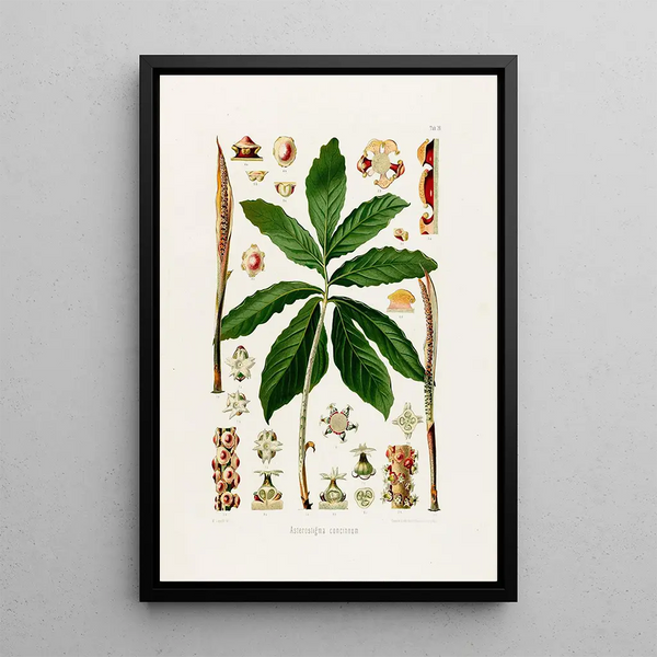 Aroideae Maximilianae Pl26 - Heinrich Wilhelm Schott — framed artwork on a wall