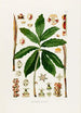 Aroideae Maximilianae Pl26 - Heinrich Wilhelm Schott — artwork view