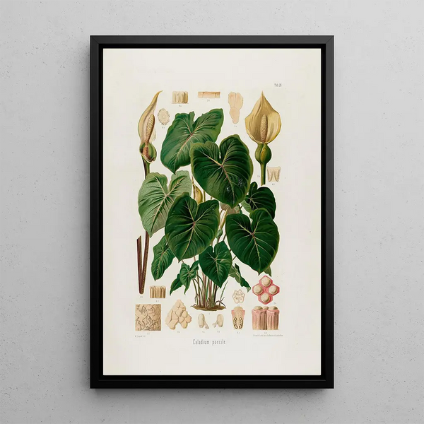 Aroideae Maximilianae Pl28 - Heinrich Wilhelm Schott — framed artwork on a wall