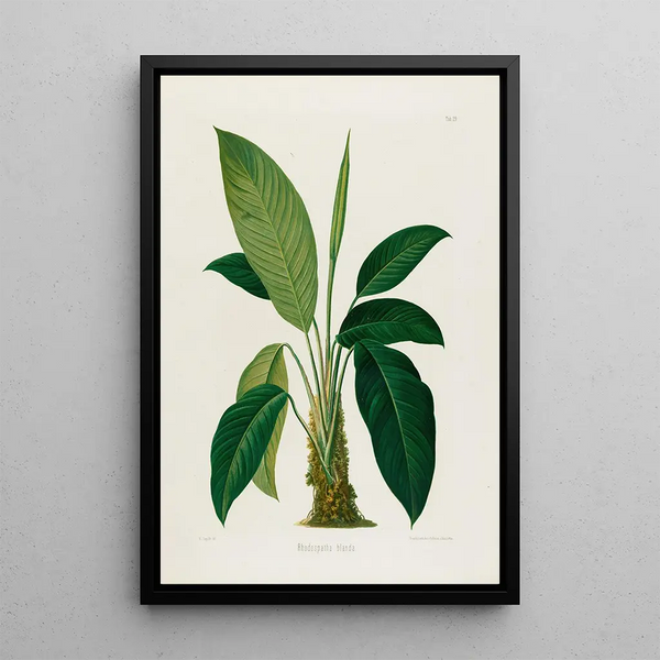 Aroideae Maximilianae Pl29 - Heinrich Wilhelm Schott — framed artwork on a wall