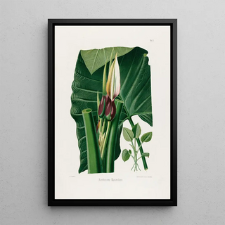 Heinrich Wilhelm Schott - Aroideae Maximilianae Pl32.webp