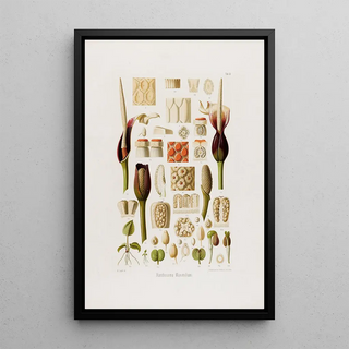 Heinrich Wilhelm Schott - Aroideae Maximilianae Pl33.webp