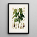Aroideae Maximilianae Pl37 - Heinrich Wilhelm Schott — framed artwork on a wall