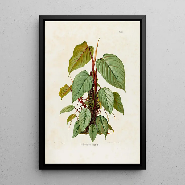 Aroideae Maximilianae Pl40 - Heinrich Wilhelm Schott — framed artwork on a wall