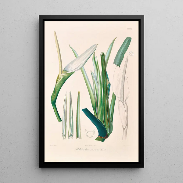 Icones Aroidearum Pl03 - Heinrich Wilhelm Schott — framed artwork on a wall