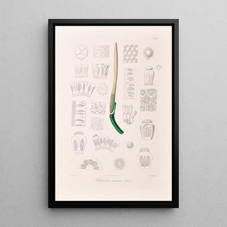 Heinrich Wilhelm Schott - Icones Aroidearum Pl04.webp