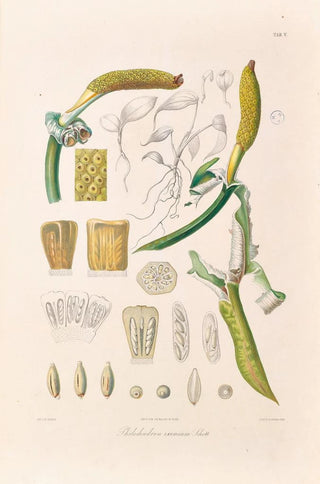 Heinrich Wilhelm Schott - Icones Aroidearum Pl05.webp