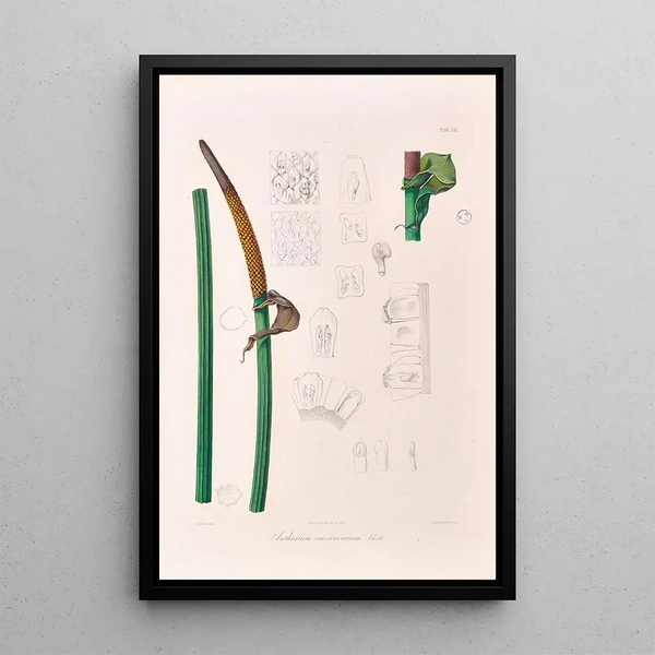 Icones Aroidearum Pl13 - Heinrich Wilhelm Schott — framed artwork on a wall