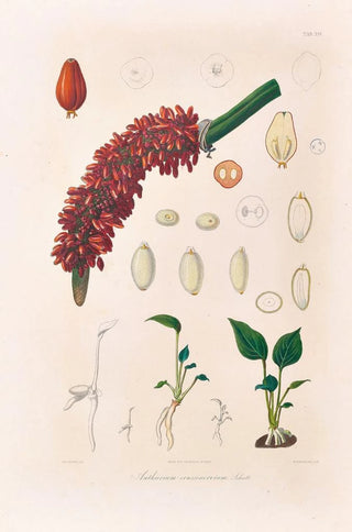 Heinrich Wilhelm Schott - Icones Aroidearum Pl14.webp