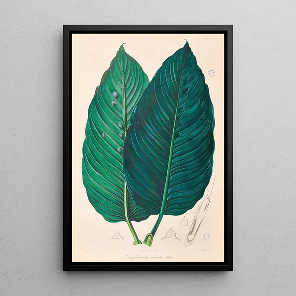 Icones Aroidearum Pl22 - Heinrich Wilhelm Schott — framed artwork on a wall