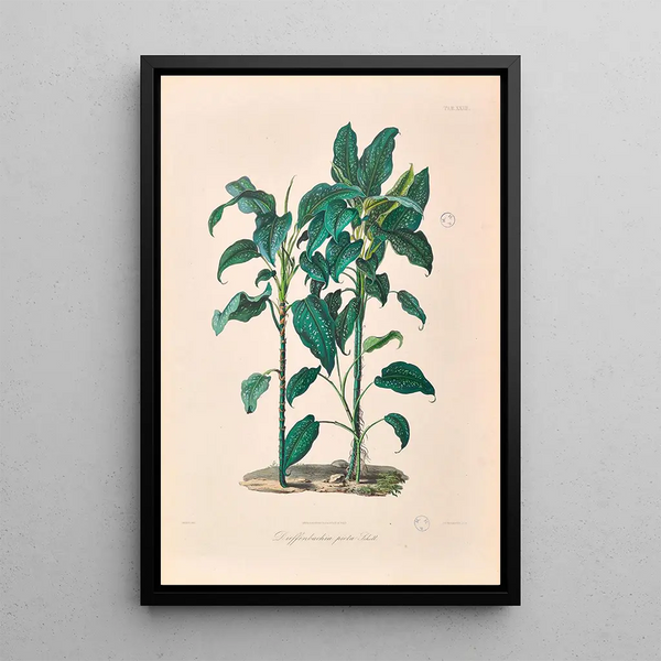 Icones Aroidearum Pl24 - Heinrich Wilhelm Schott — framed artwork on a wall
