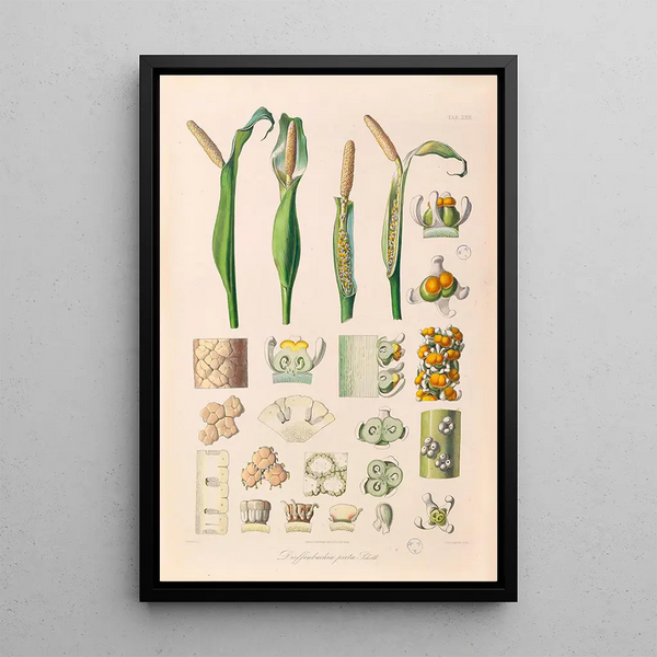 Icones Aroidearum Pl26 - Heinrich Wilhelm Schott — framed artwork on a wall