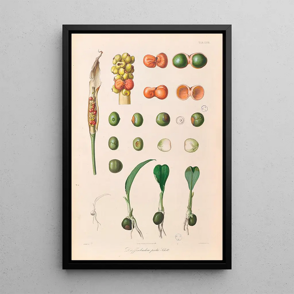 Icones Aroidearum Pl27 - Heinrich Wilhelm Schott — framed artwork on a wall