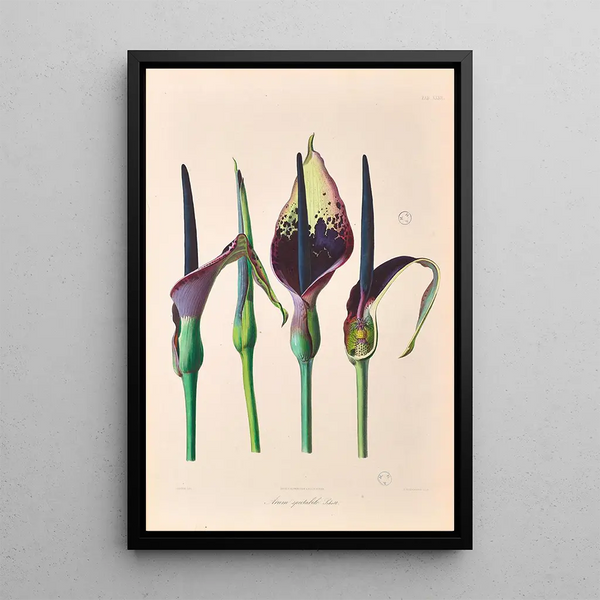Icones Aroidearum Pl32 - Heinrich Wilhelm Schott — framed artwork on a wall