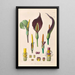 Icones Aroidearum Pl35 - Heinrich Wilhelm Schott — framed artwork on a wall